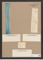 Pleurosigma decorum var. dalmaticum W.Sm. (de-Toni-Nr.: Genus 13, Species 1041) Zeichnungen Sammlung Grunow Nr. 2102 (NHMW-BOT-W0368975)